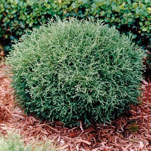 Туя западная "Мистер Боулинг Болл" Thuja occidentalis 'Mr. Bowling Ball'