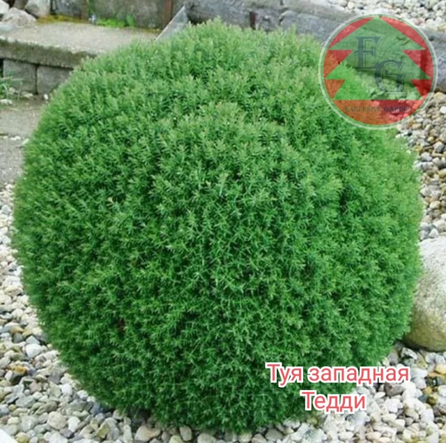 Туя западная Тедди (Thuja occidentalis Teddy)