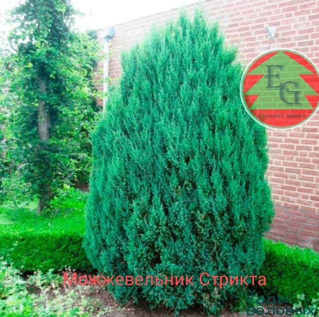 Можжевельник китайский Стрикта Stricta