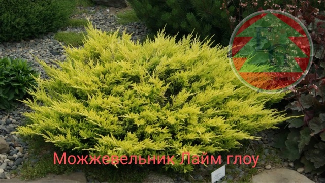 Нет в наличии Можжевельник горизонтальный Лаймглоу Limeglow