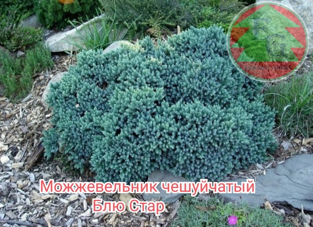 Можжевельник Блю стар  Blue Star