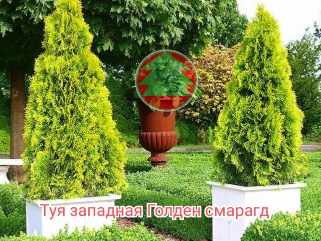 Туя западная Голден смарагд(Golden Smaragd)