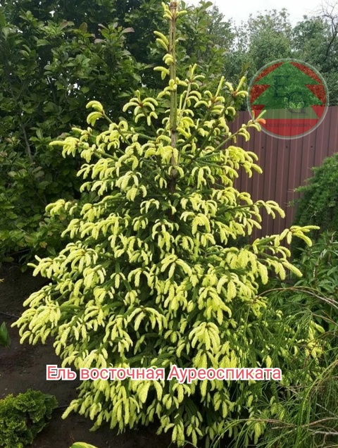 Ель восточная Ауреоспиката( Aureospicata)