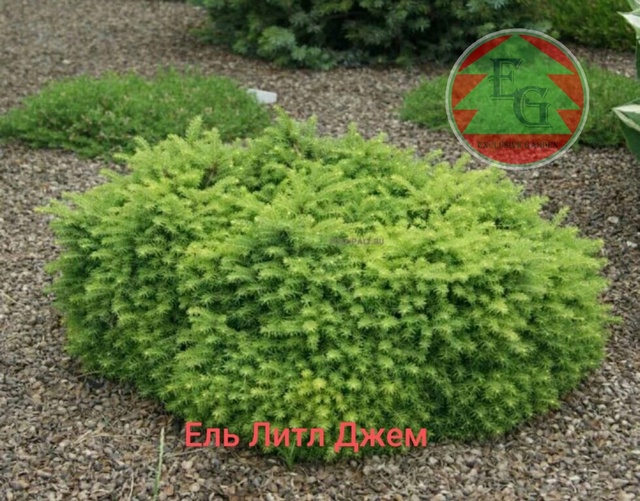 Ель Литл джем  Little Gem