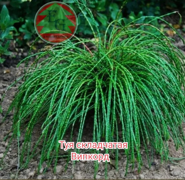 Туя складчатая Випкорд (Thuja plicata Whipcord)