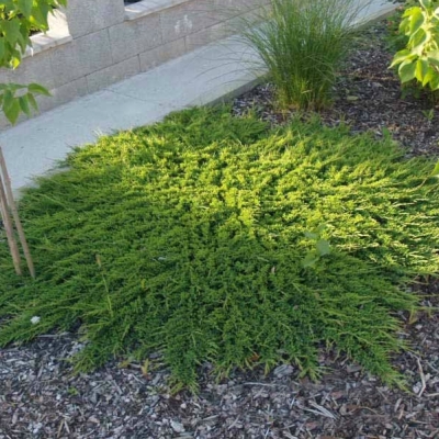 Можжевельник горизонтальный Принц оф Уэльс | Juniperus horizontalis prince of wales