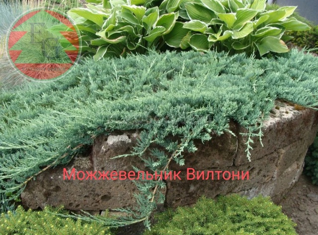 Можжевельник горизонтальный Вилтони (Juniperus horizontalis Wiltonii)