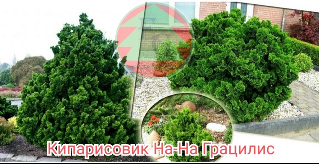 Кипарисовик тупой Нана Грацилис (Chamaecyparis Nana Gracilis)