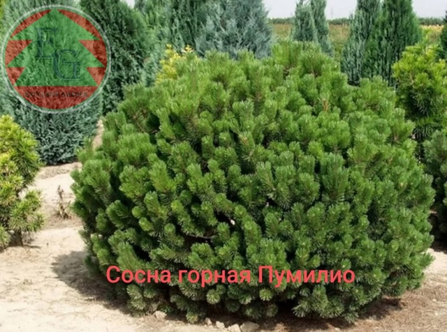 Сосна горная Пумилио (Pinus mugo Pumilio)