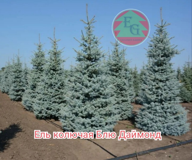 Ель колючая `Блю Даймонд` Picea pungens `Blue Diamond