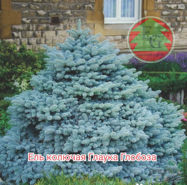 Ель колючая Глаука Глобоза (Picea pungens Glauca Globosa)