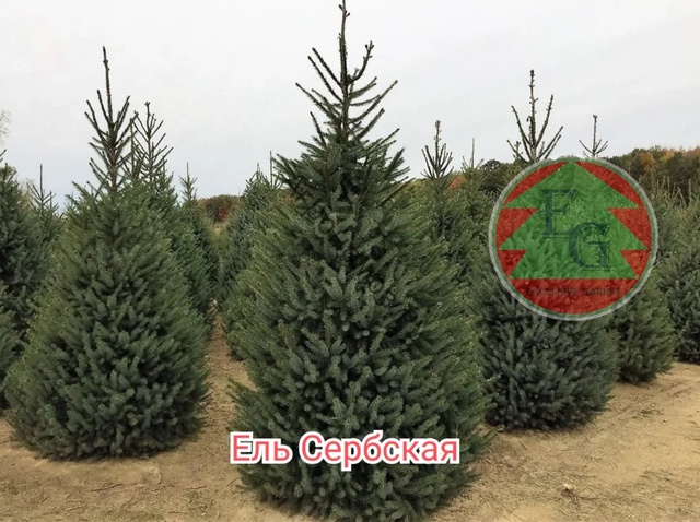 Ель сербская Picea omorika