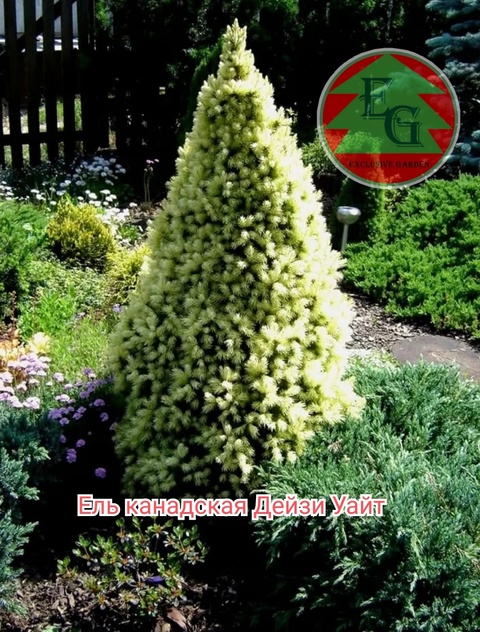 Ель канадская Дейзи Уайт (Picea glauca Daisy's White)