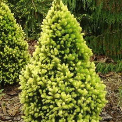 Ель канадская Рэйнбоуз Энд Picea glauca Rainbow's End