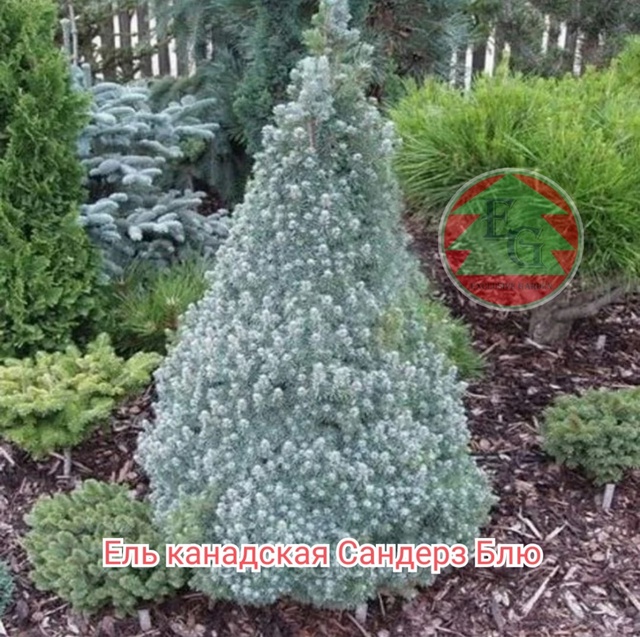 Ель сизая `Сандерс Блю` Picea glauca `Sanders Blue`