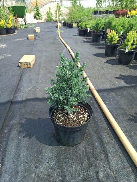 Ель сизая `Сандерс Блю` Picea glauca `Sanders Blue`