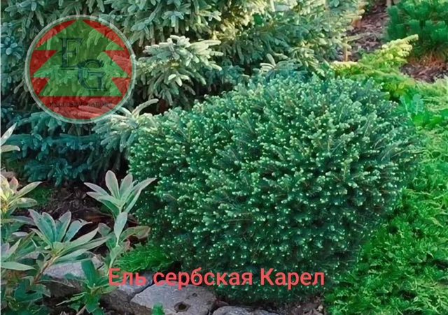 Ель сербская Карел Picea omorika Karel