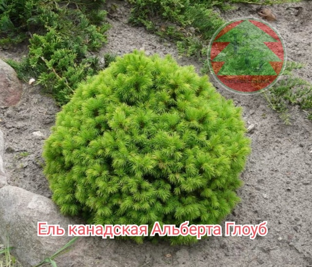 Ель канадская Альберта Глоб (Picea glauca Alberta Globe)