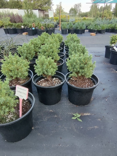 Ель канадская Альберта Глоб (Picea glauca Alberta Globe)