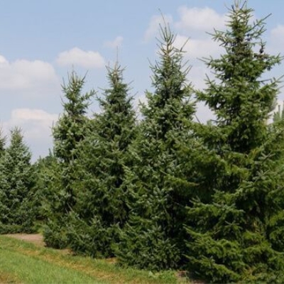 Ель сербская Оморика <Pinus omorika>